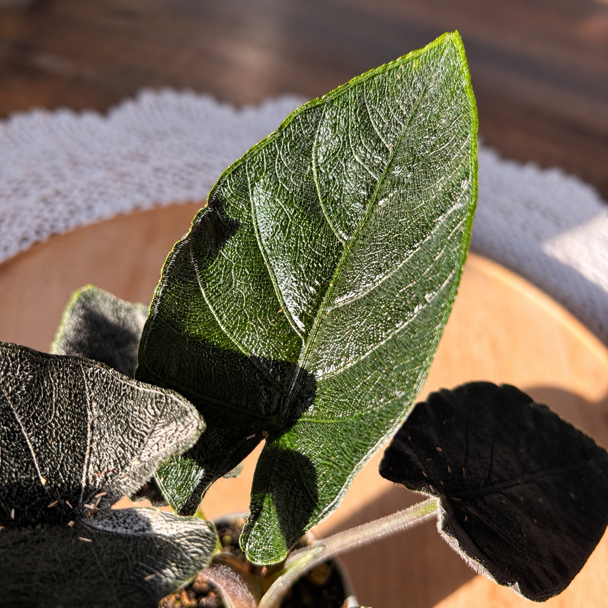 Alocasia Antoro Velvet