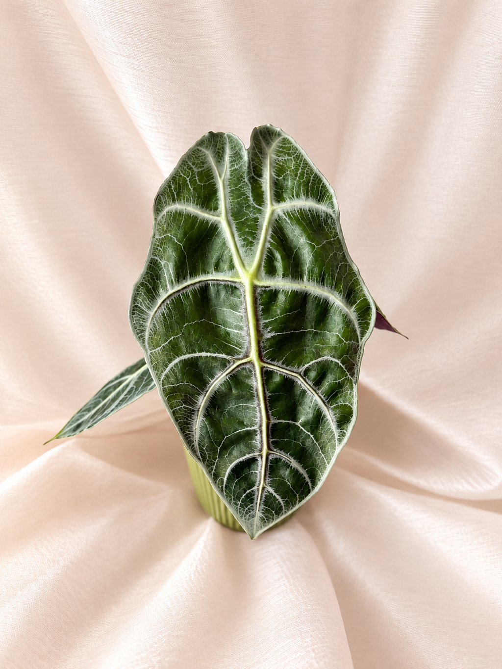 Alocasia Watsoniana Lightning