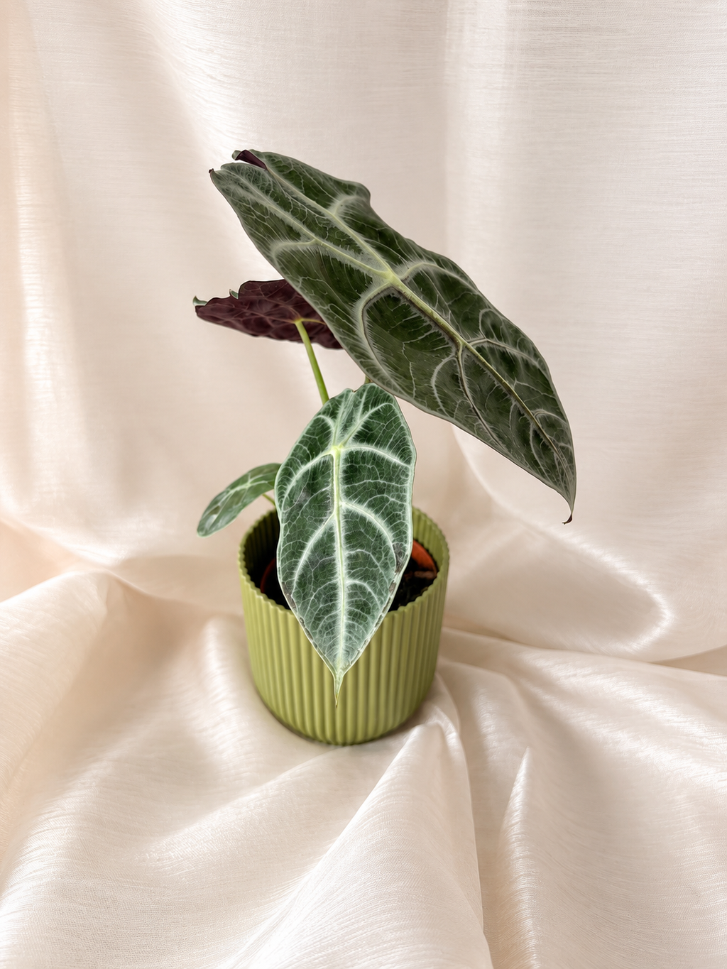 Alocasia Watsoniana Lightning