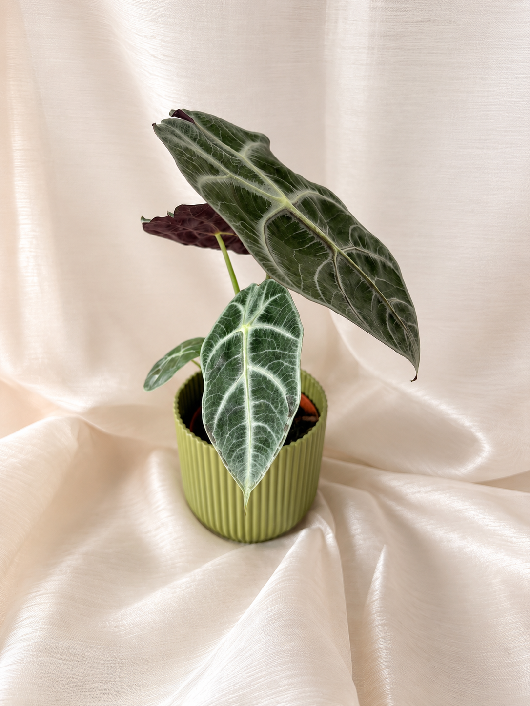 Alocasia Watsoniana Lightning