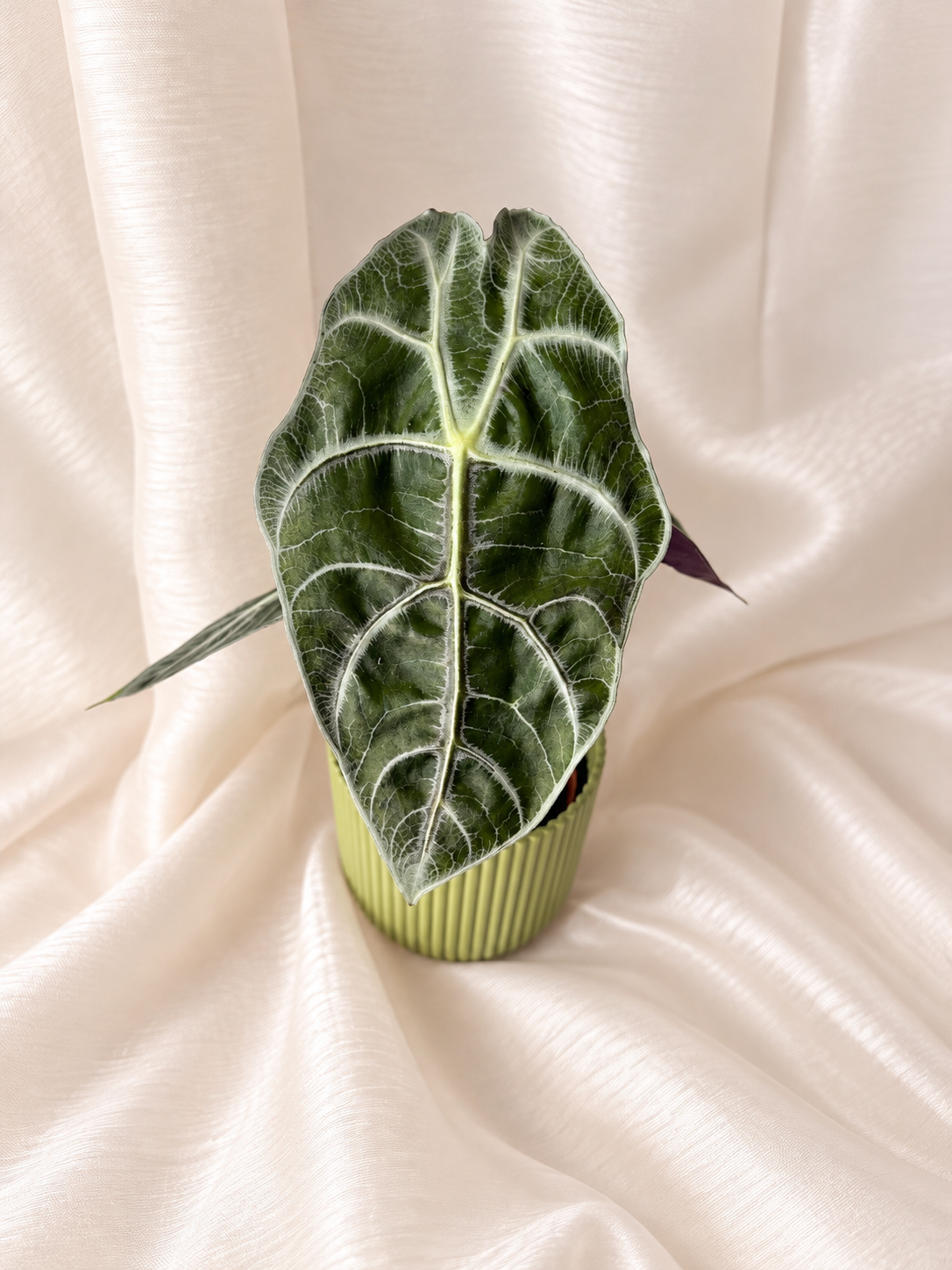 Alocasia Watsoniana Lightning