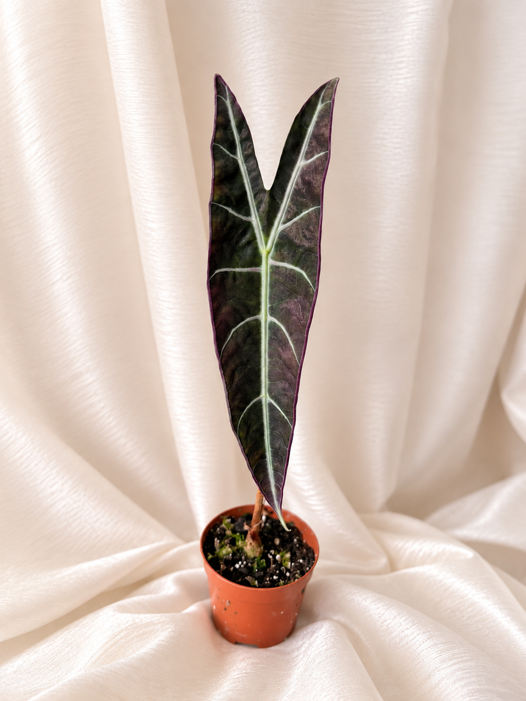 Alocasia Longiloba Purple