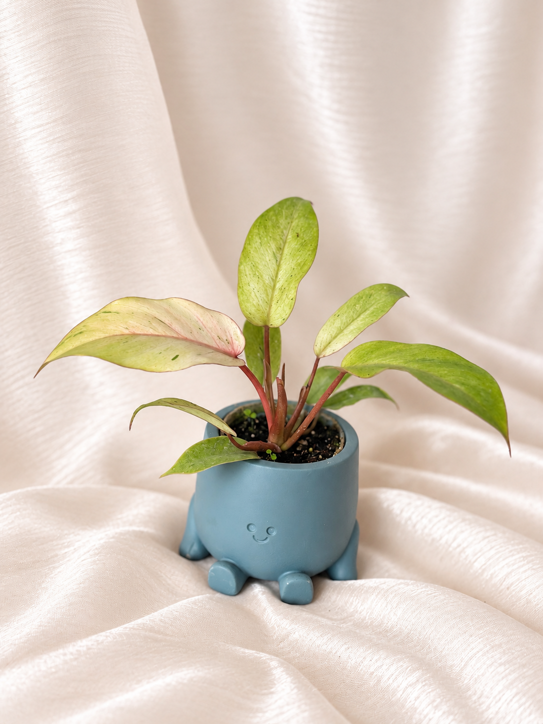 Philodendron Snowdrift Variegata