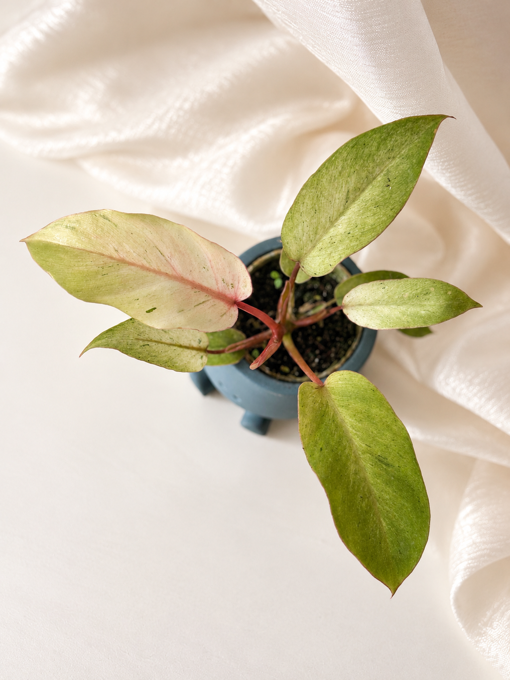 Philodendron Snowdrift Variegata