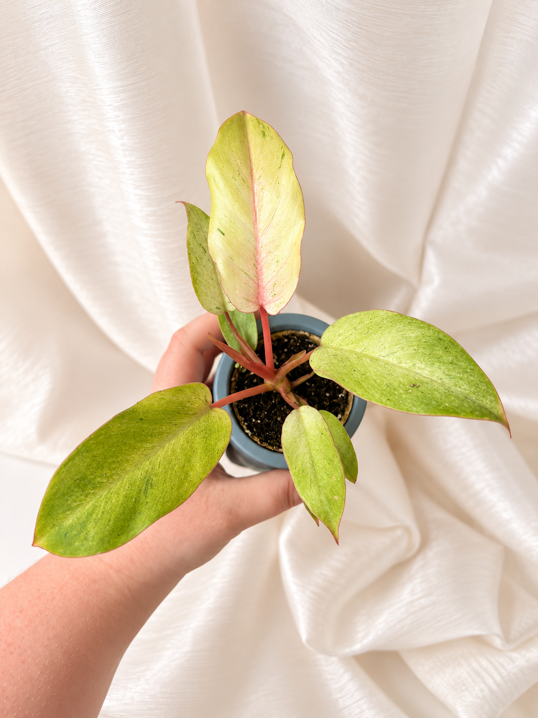 Philodendron Snowdrift Variegata