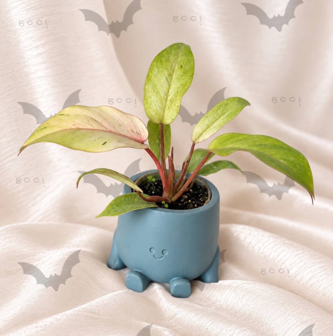 Philodendron Snowdrift Variegata