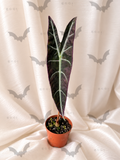 Alocasia Longiloba Purple