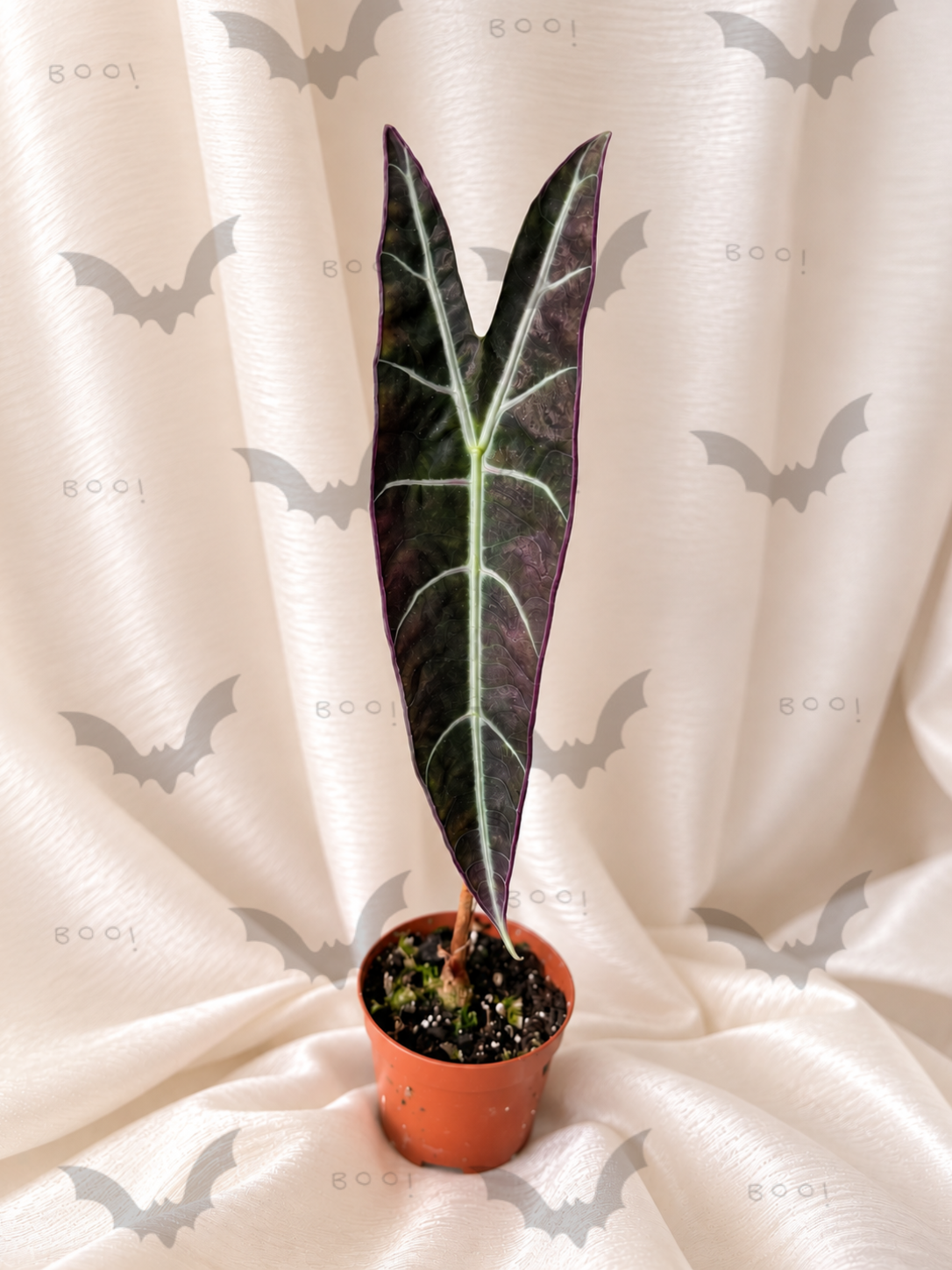 Alocasia Longiloba Purple