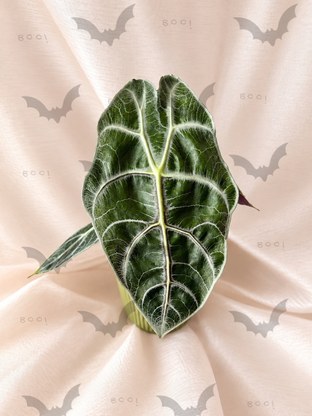 Alocasia Watsoniana Lightning