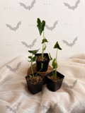 Alocasia Teletubbies