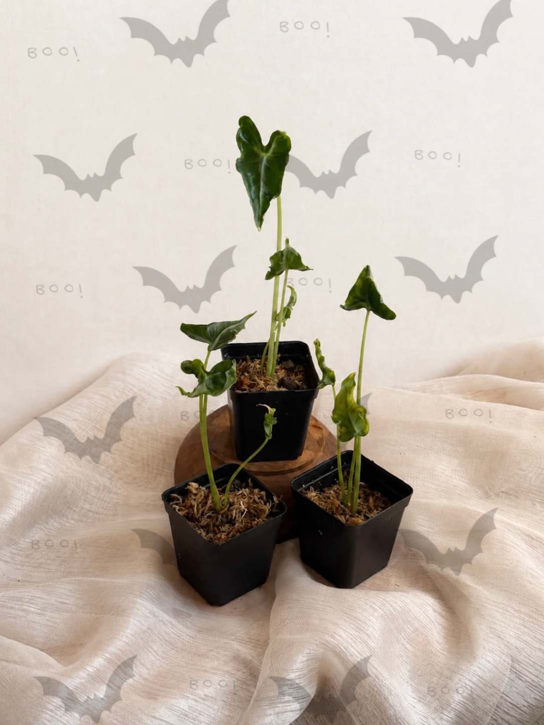 Alocasia Teletubbies
