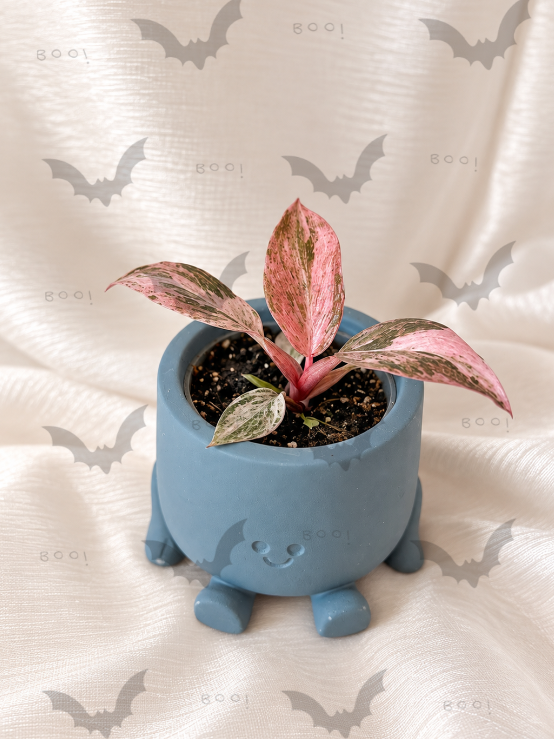Philodendron Fire Phoenix