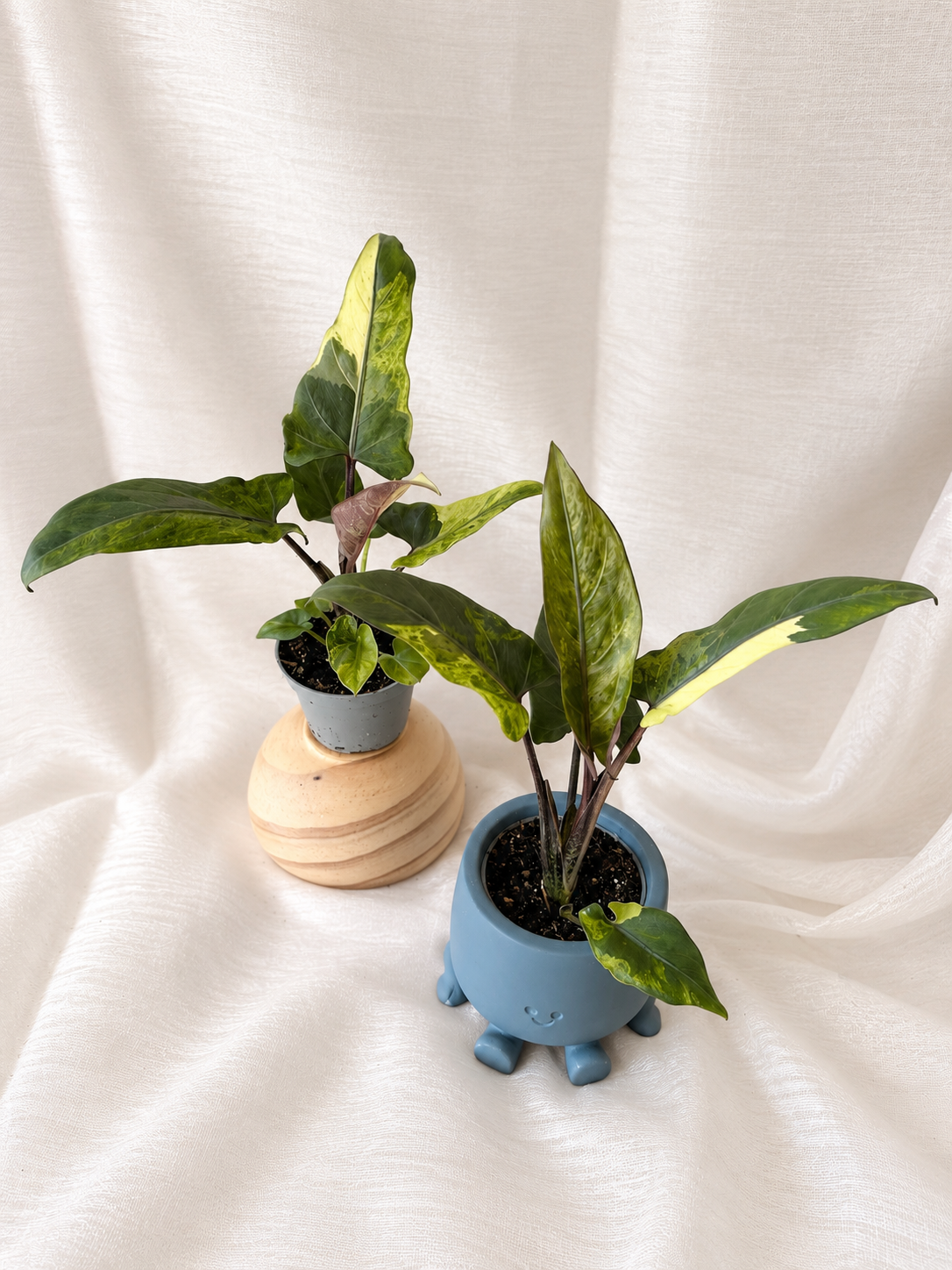 Alocasia Lauterbachiana Variegata