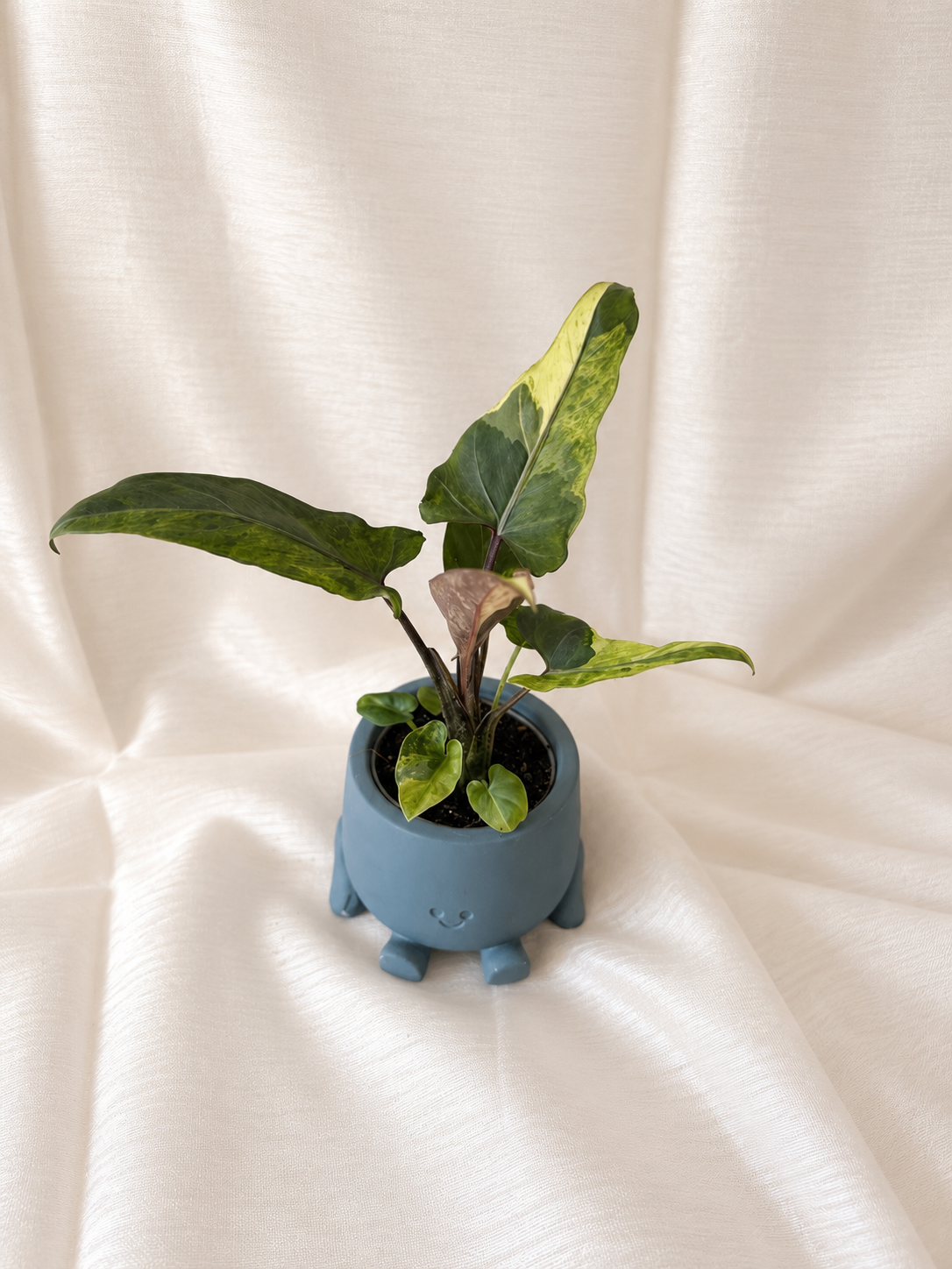 Alocasia Lauterbachiana Variegata