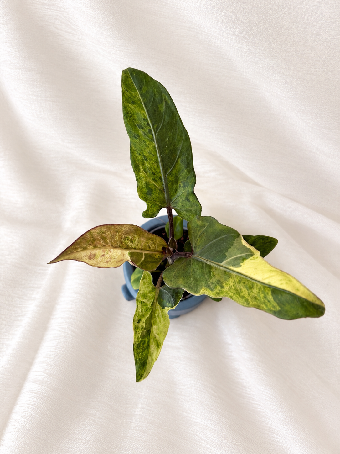 Alocasia Lauterbachiana Variegata