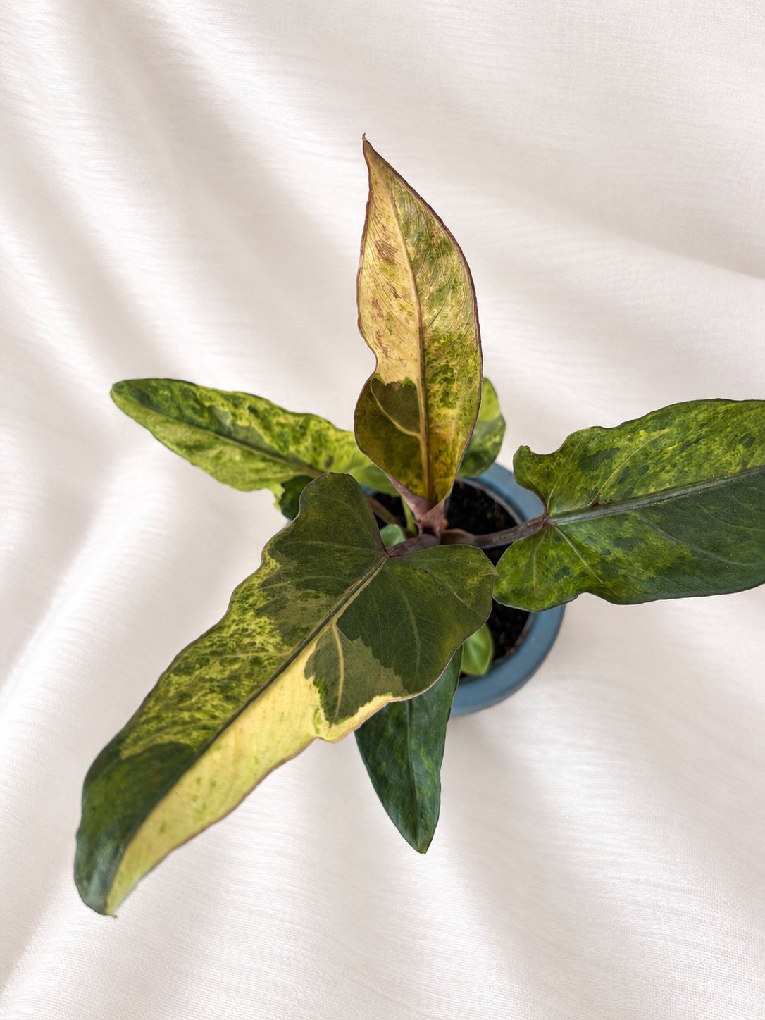 Alocasia Lauterbachiana Variegata