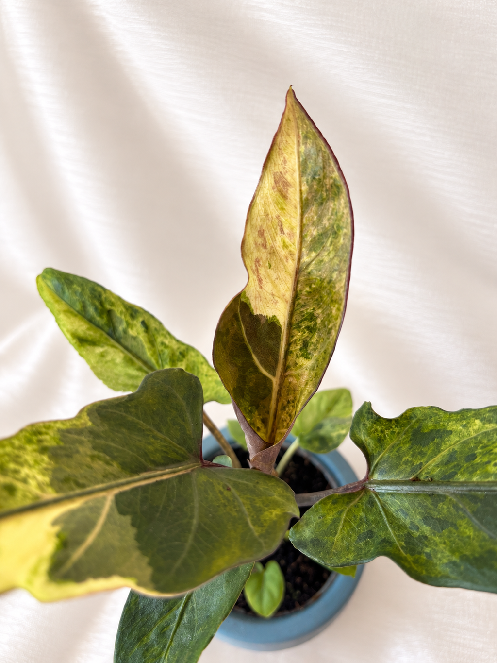 Alocasia Lauterbachiana Variegata