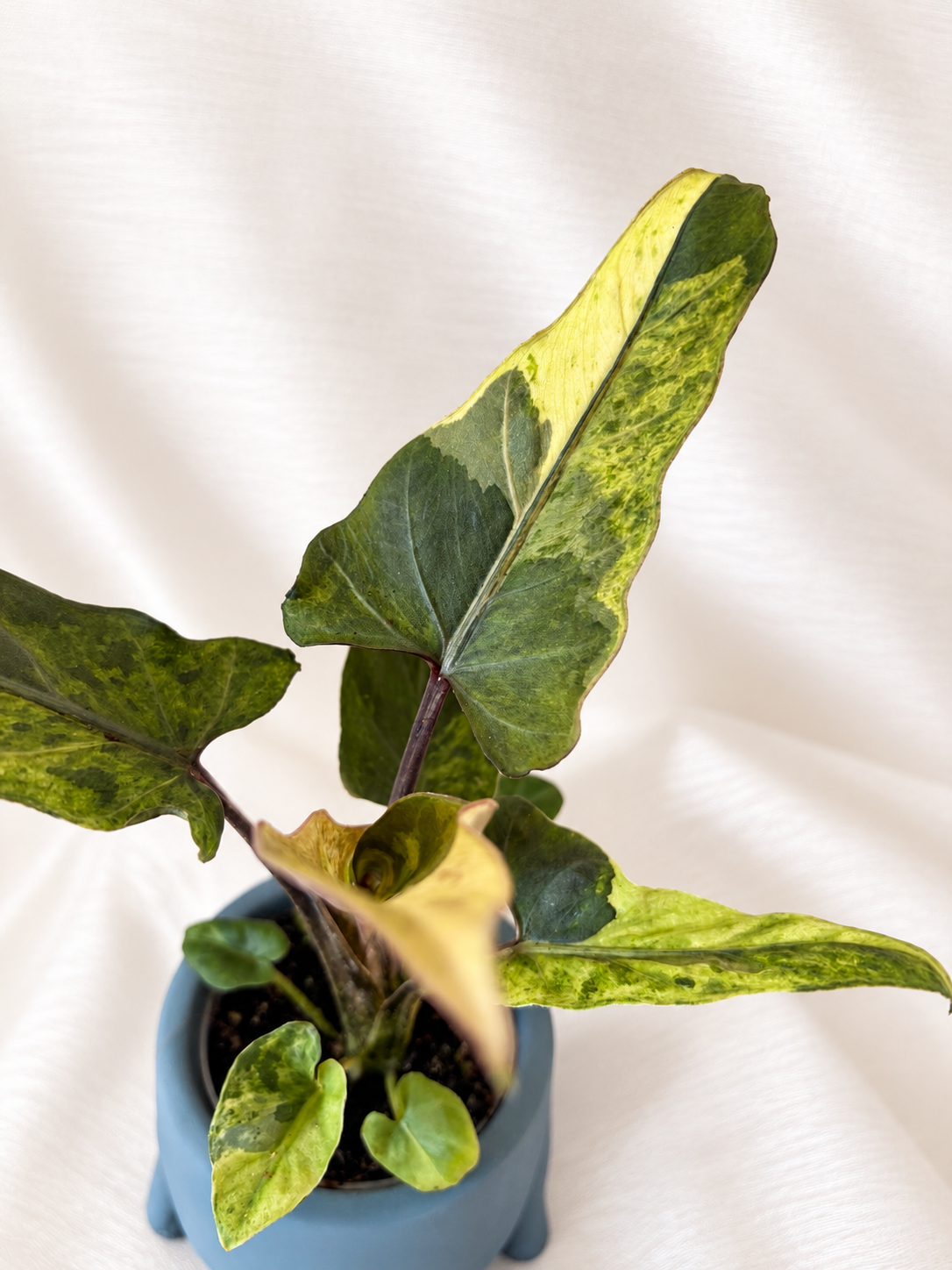 Alocasia Lauterbachiana Variegata
