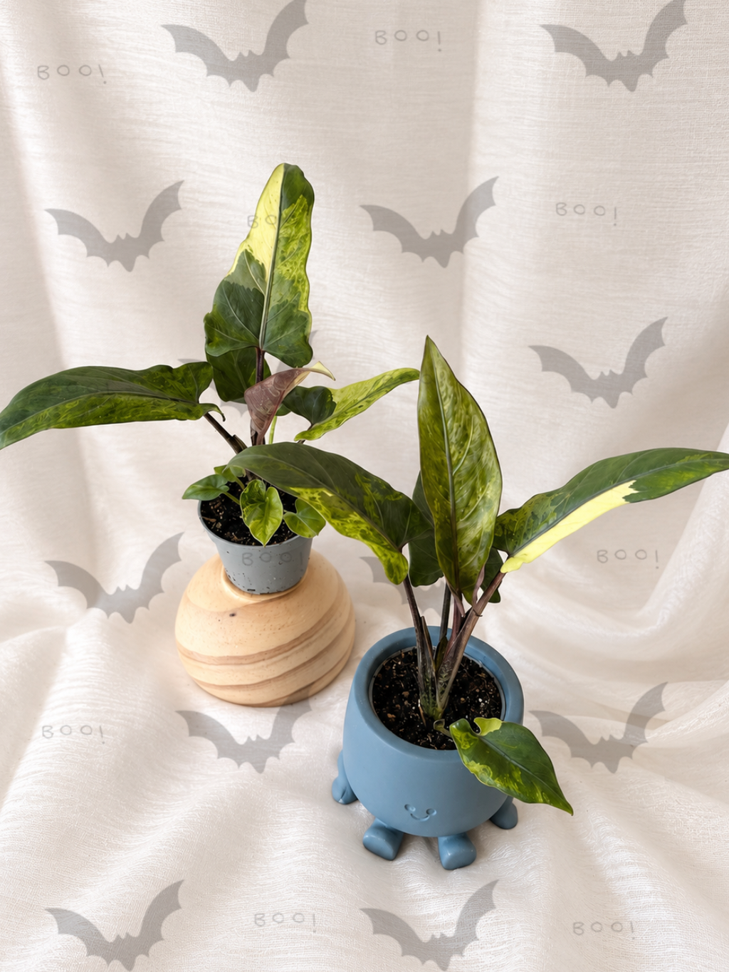 Alocasia Lauterbachiana Variegata