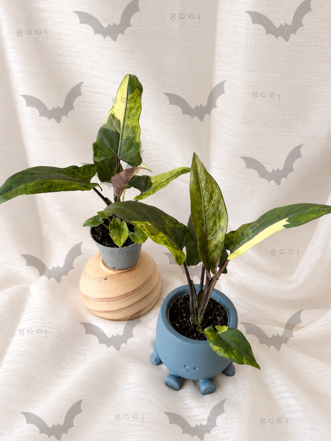 Alocasia Lauterbachiana Variegata