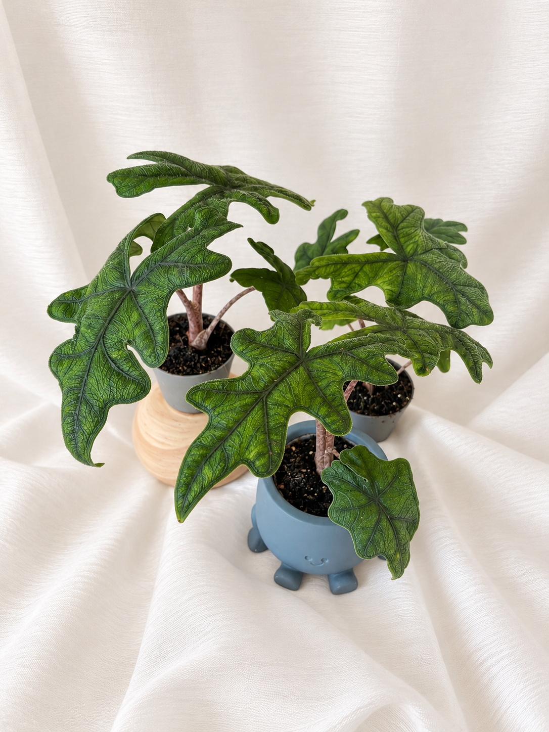 Alocasia Jacklyn