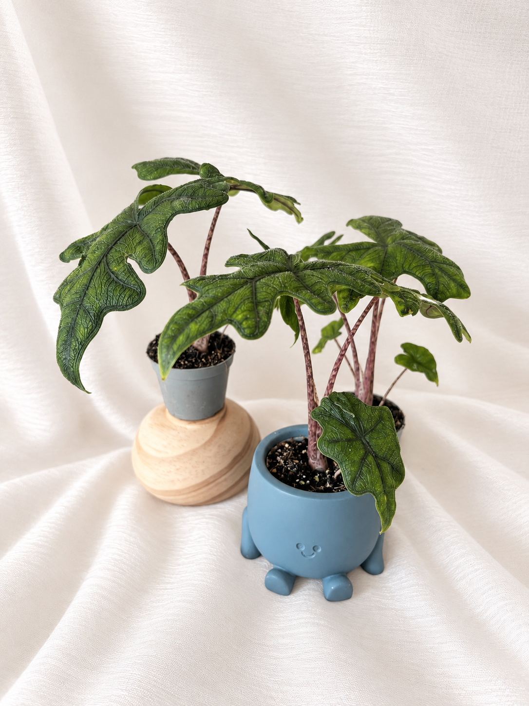 Alocasia Jacklyn