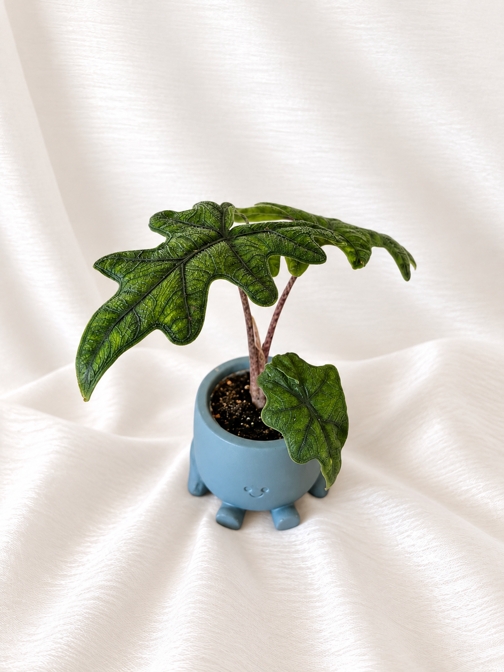 Alocasia Jacklyn