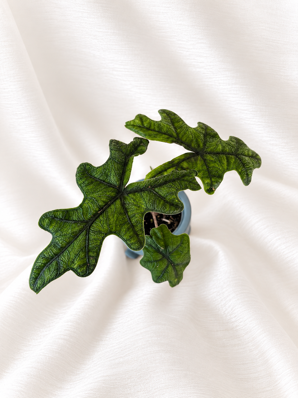 Alocasia Jacklyn