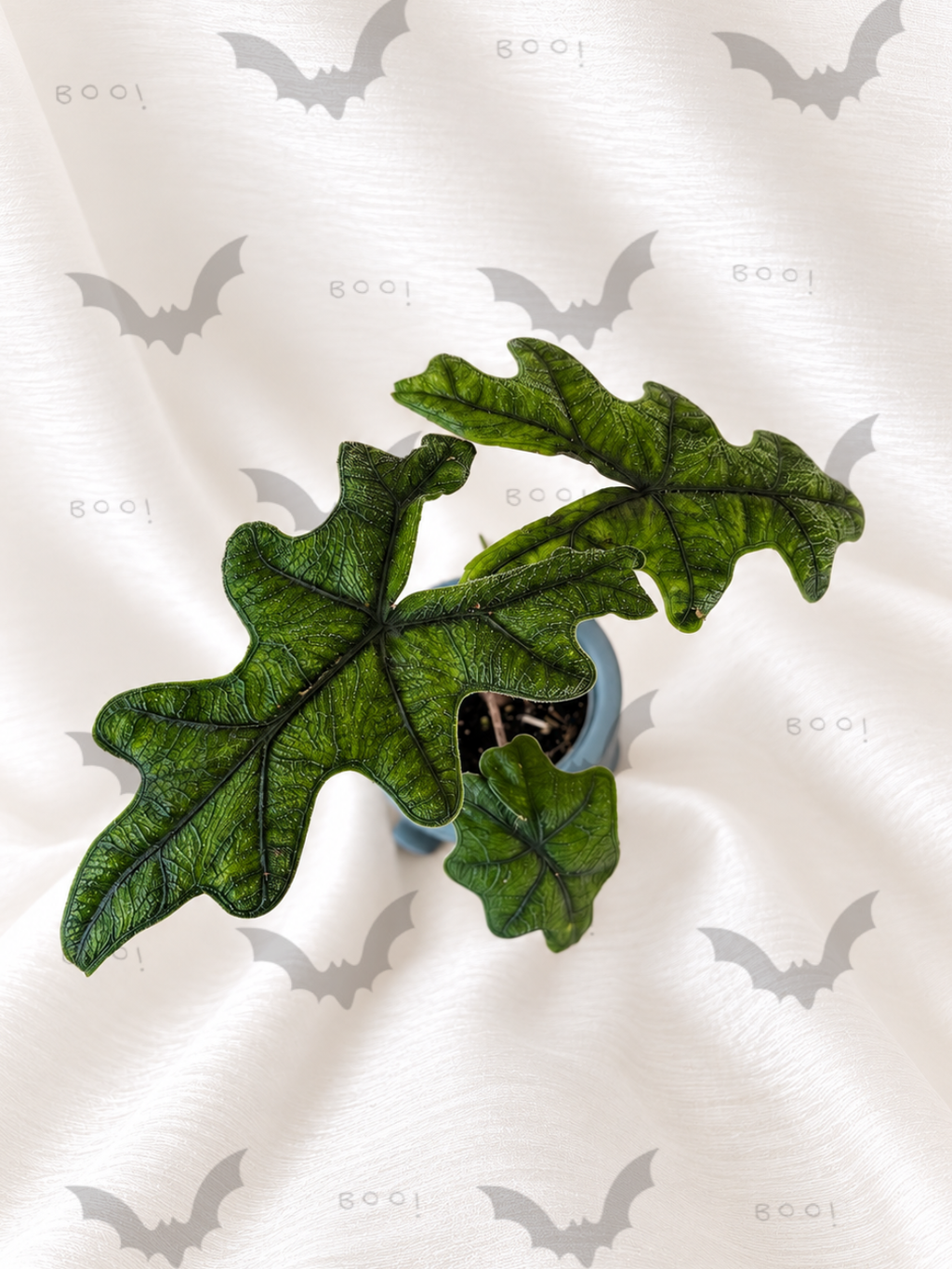 Alocasia Jacklyn