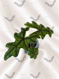 Alocasia Jacklyn