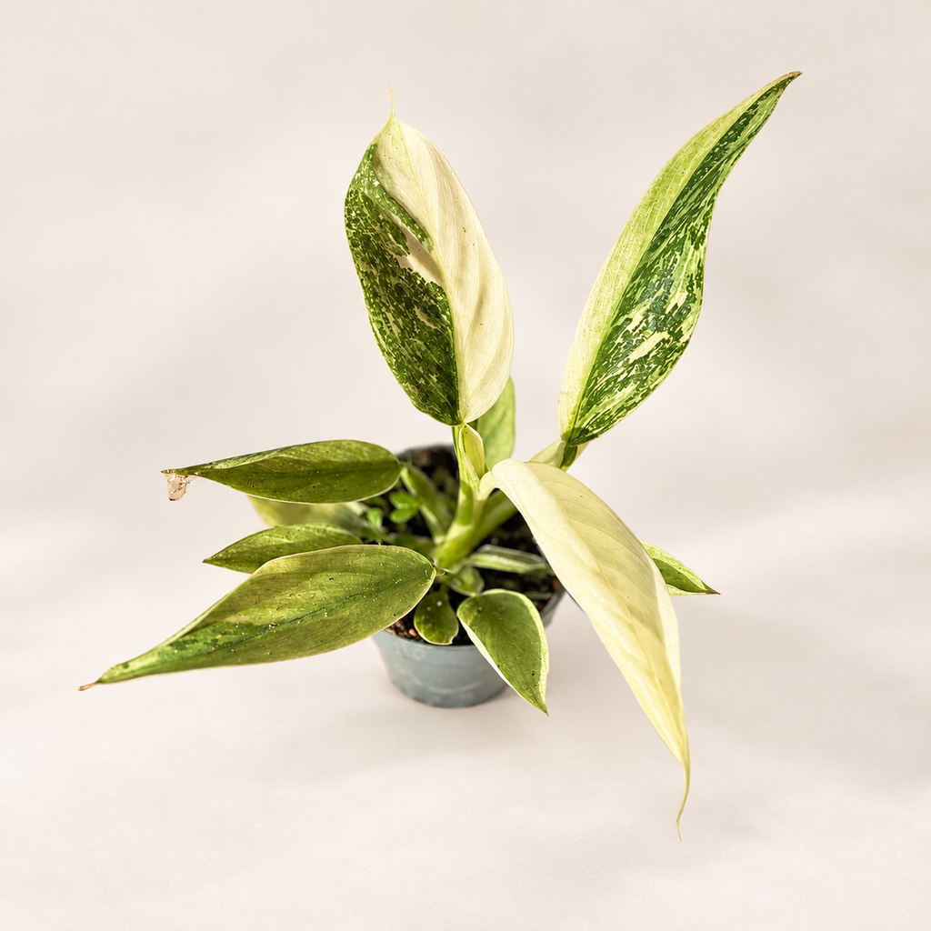 Philodendron Jose Buono