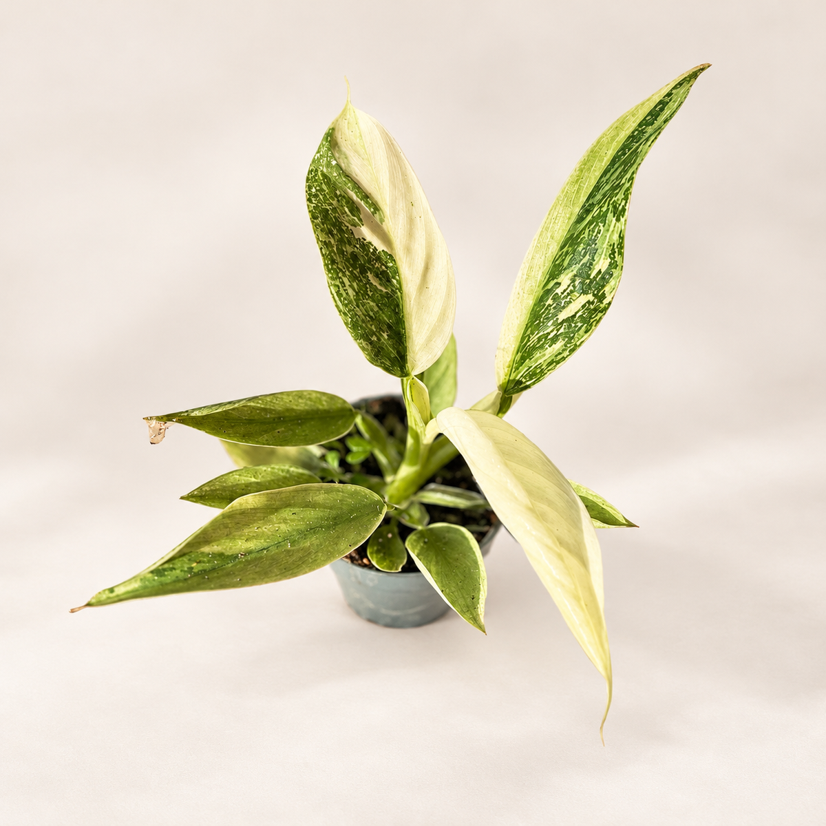 Philodendron Jose Buono