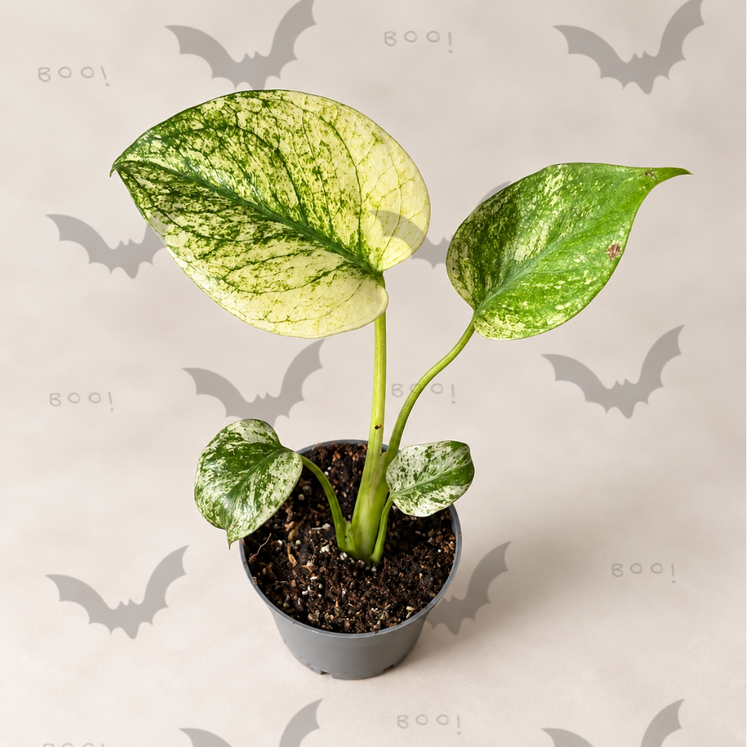 Monstera deliciosa White Monster