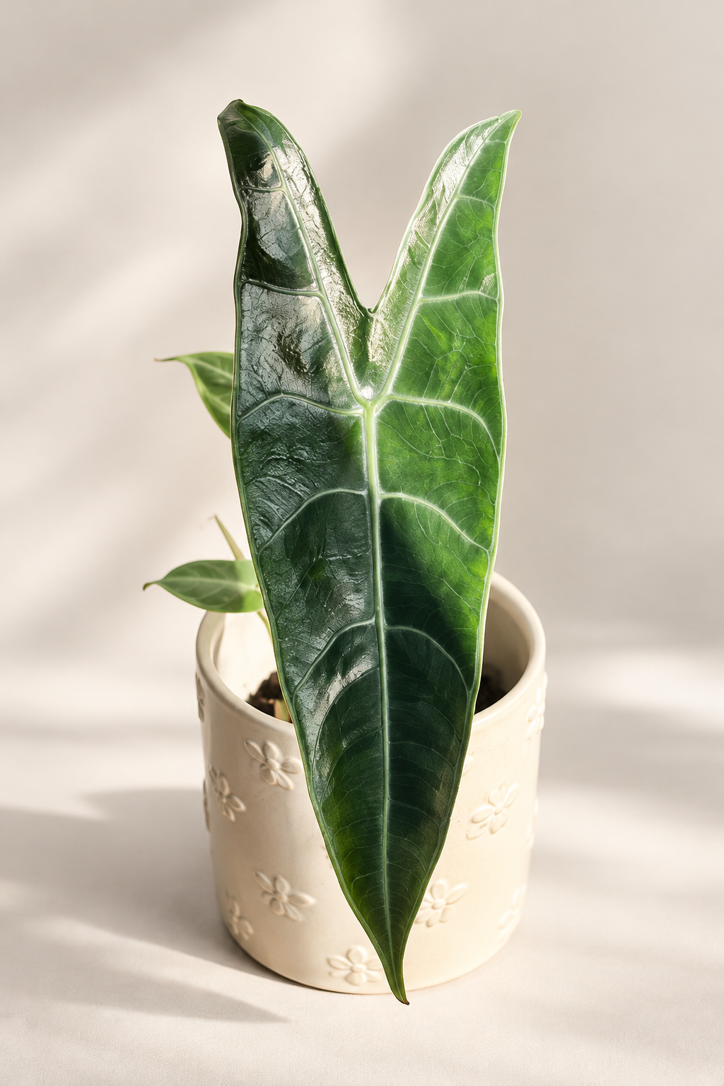 Alocasia Longiloba Silver