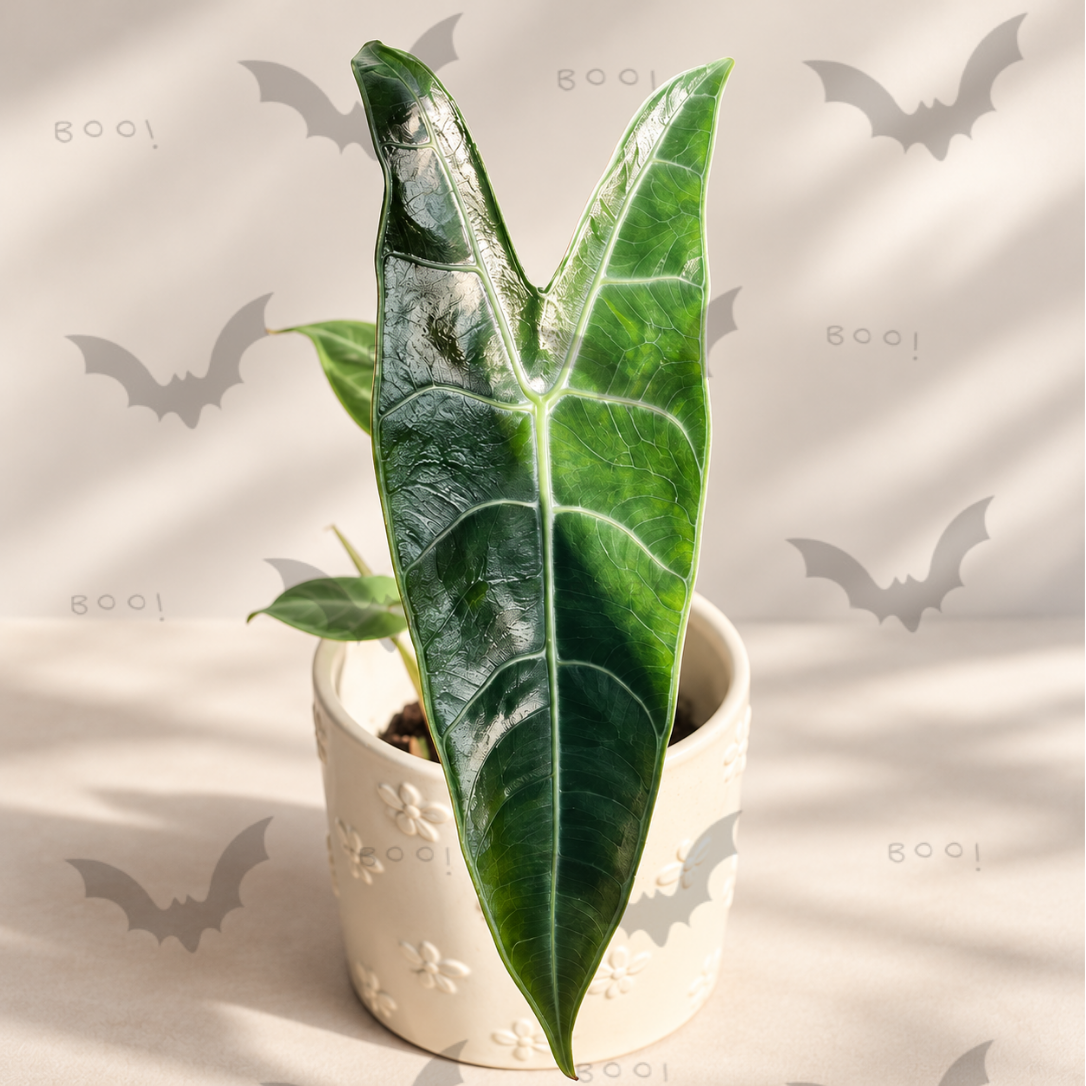 Alocasia Longiloba Silver