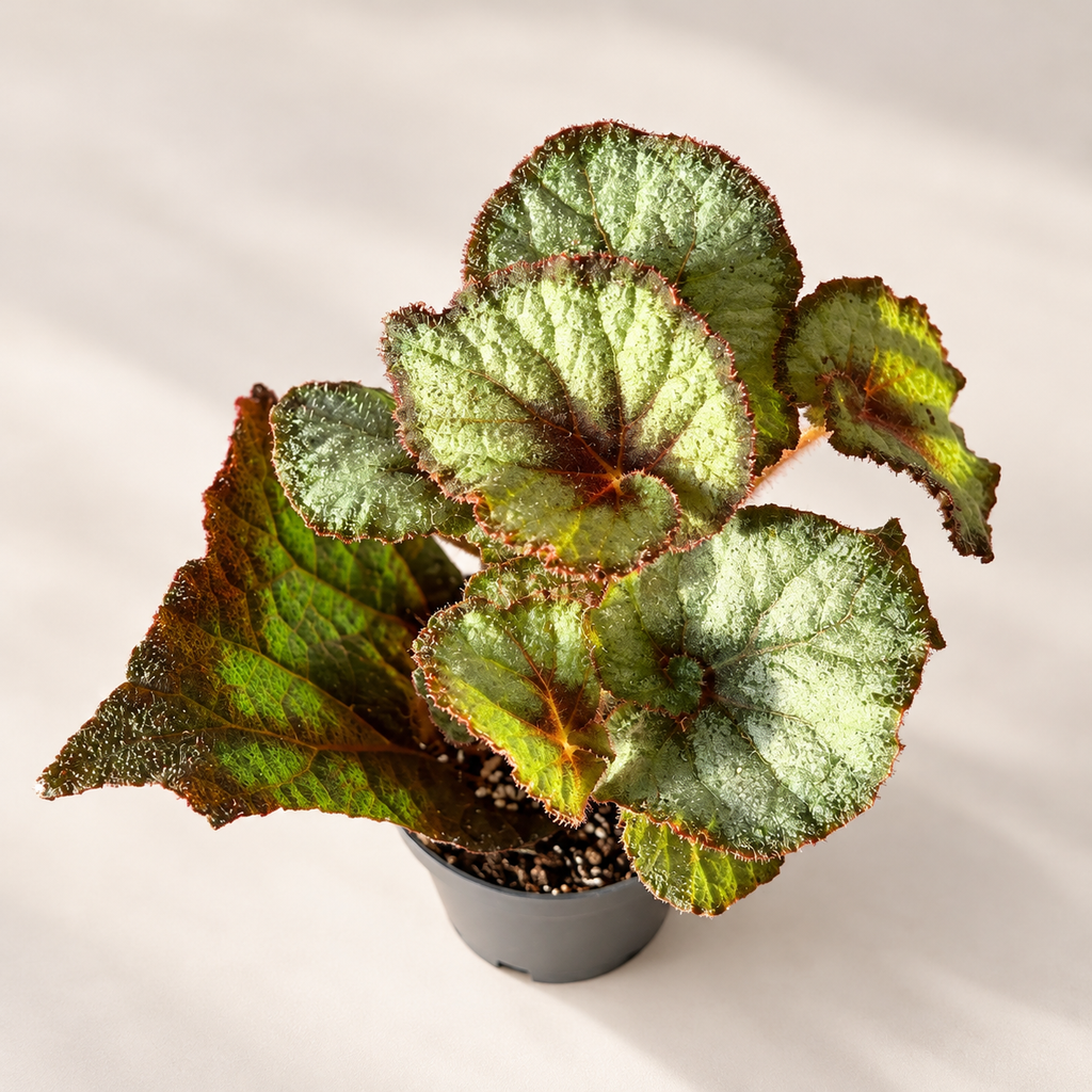 Begonia Spirit of Java