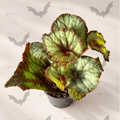 Begonia Spirit of Java