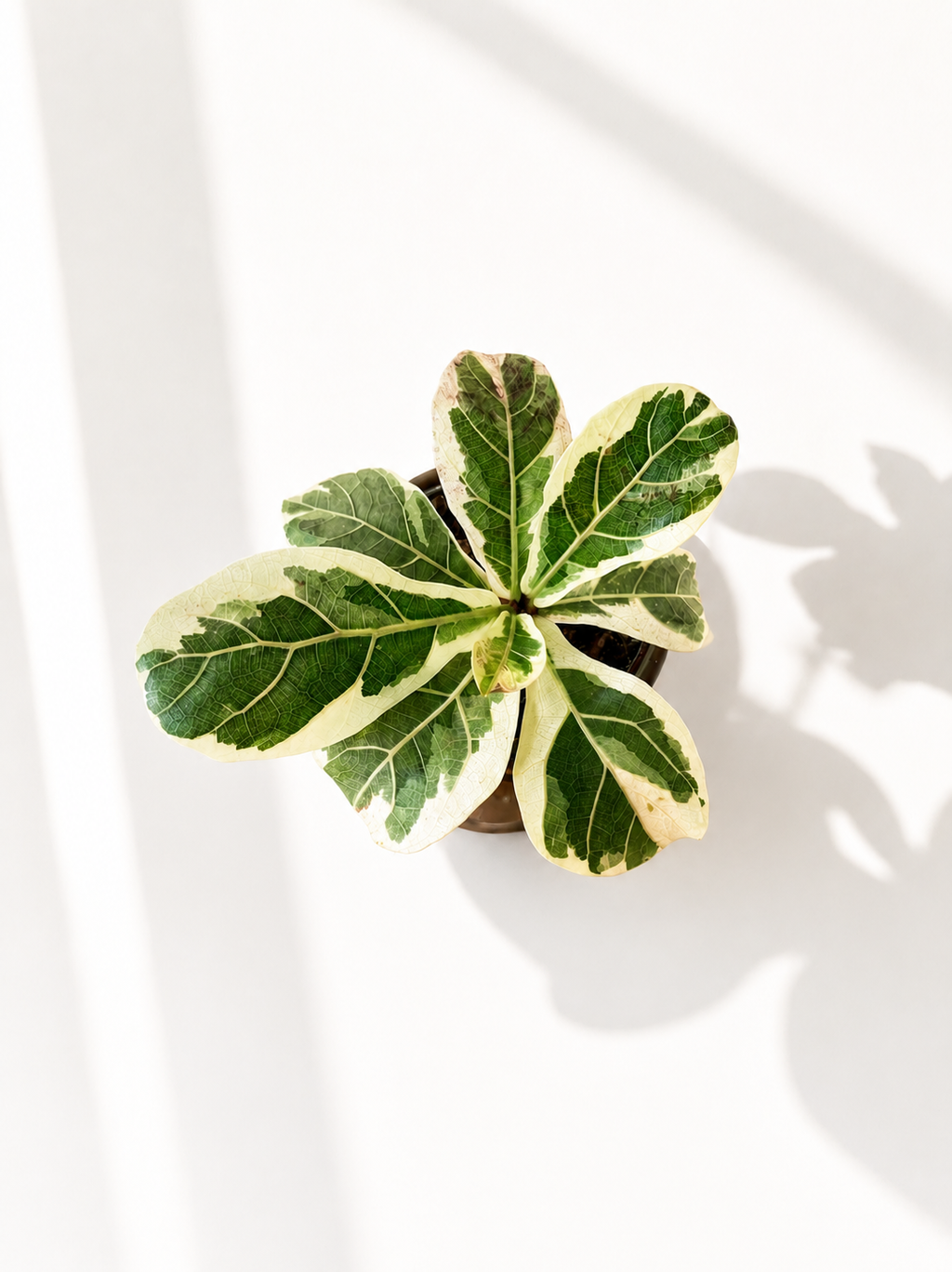 Ficus Lyrata Variegata