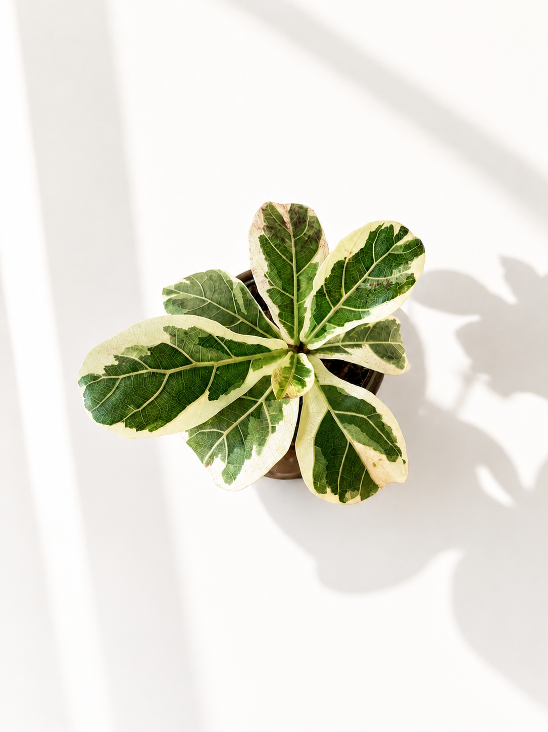 Ficus Lyrata Variegata