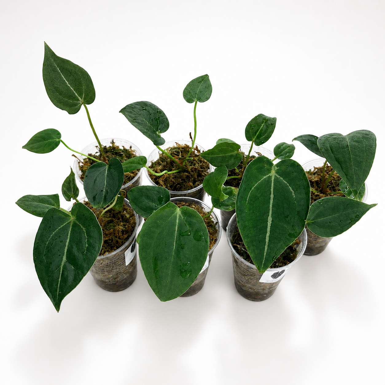 Anthurium Dark Forgetii (x)
