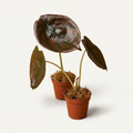 Alocasia Cuprea Red Secret