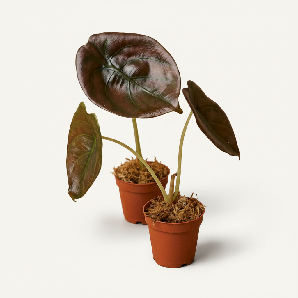 Alocasia Cuprea Red Secret
