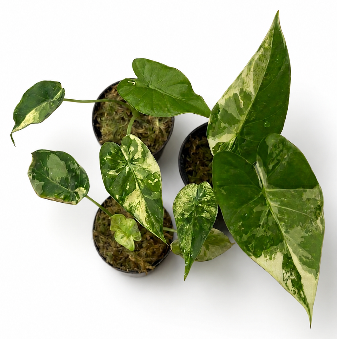 Alocasia Macrorrhiza Albo Variegata