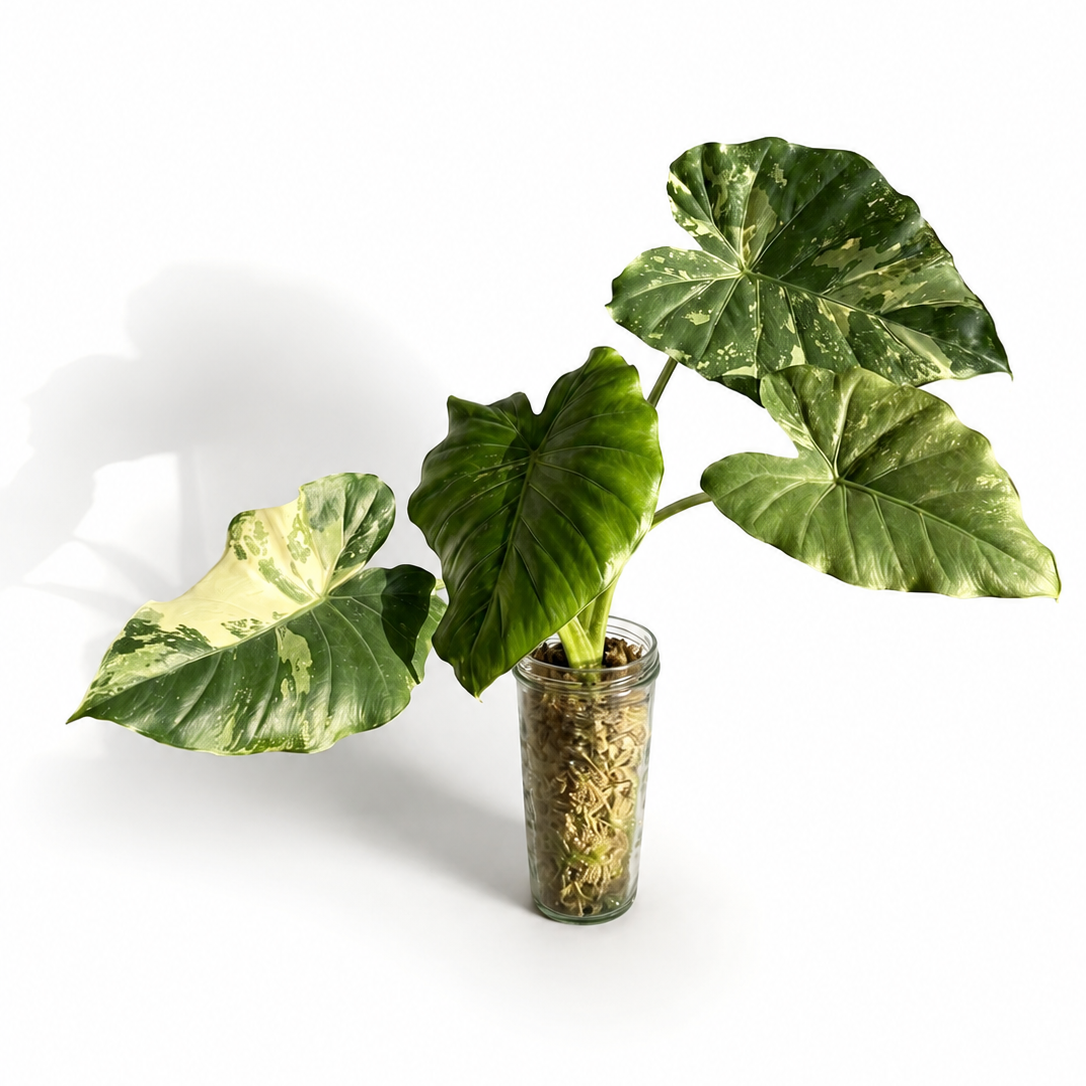 Alocasia Macrorrhiza Albo Variegata