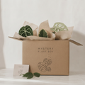 Mystery plant box