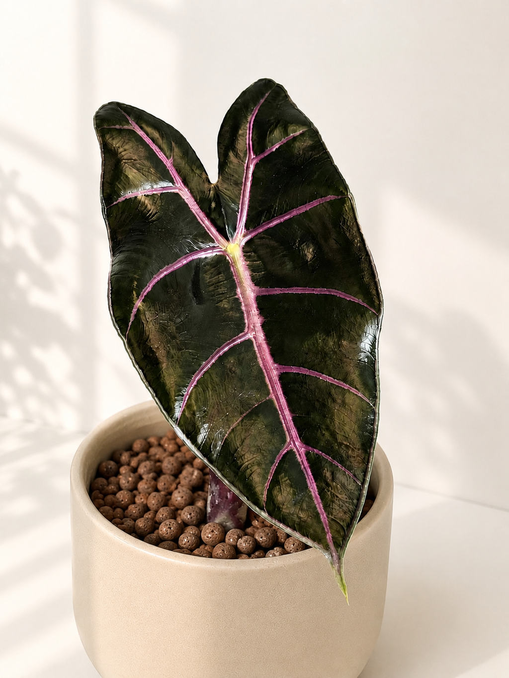Alocasia Suhirmaniana Purple Vein
