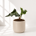 Alocasia Loco