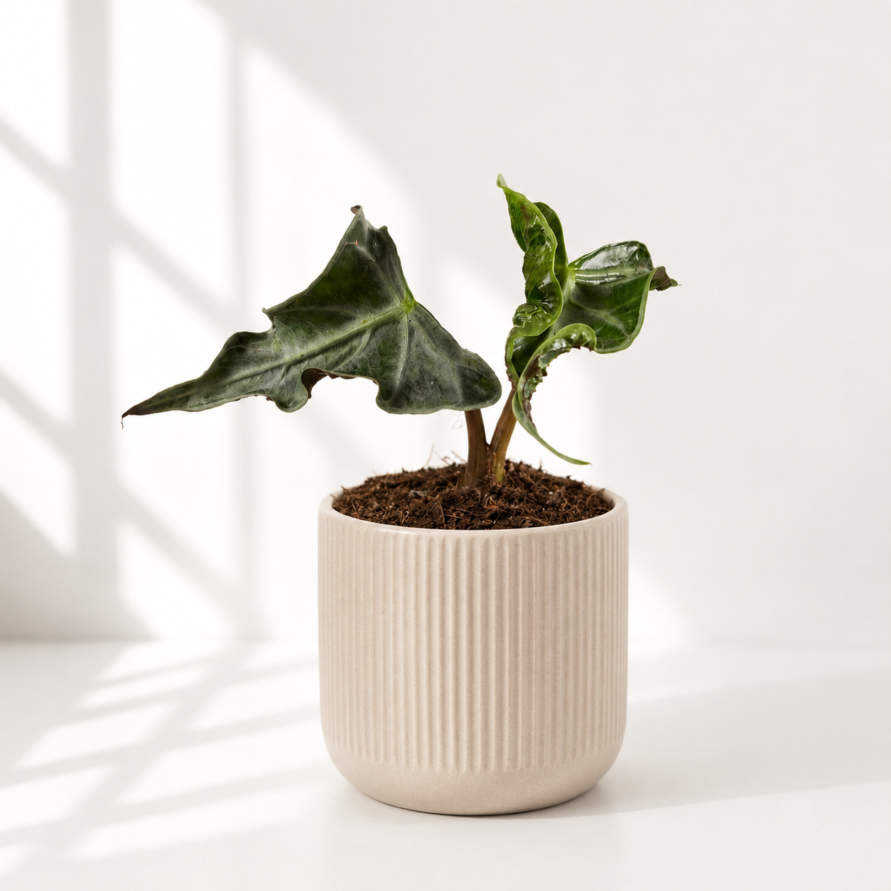 Alocasia Loco