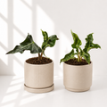 Summer Plant Sale - 2x Alocasia Loco
