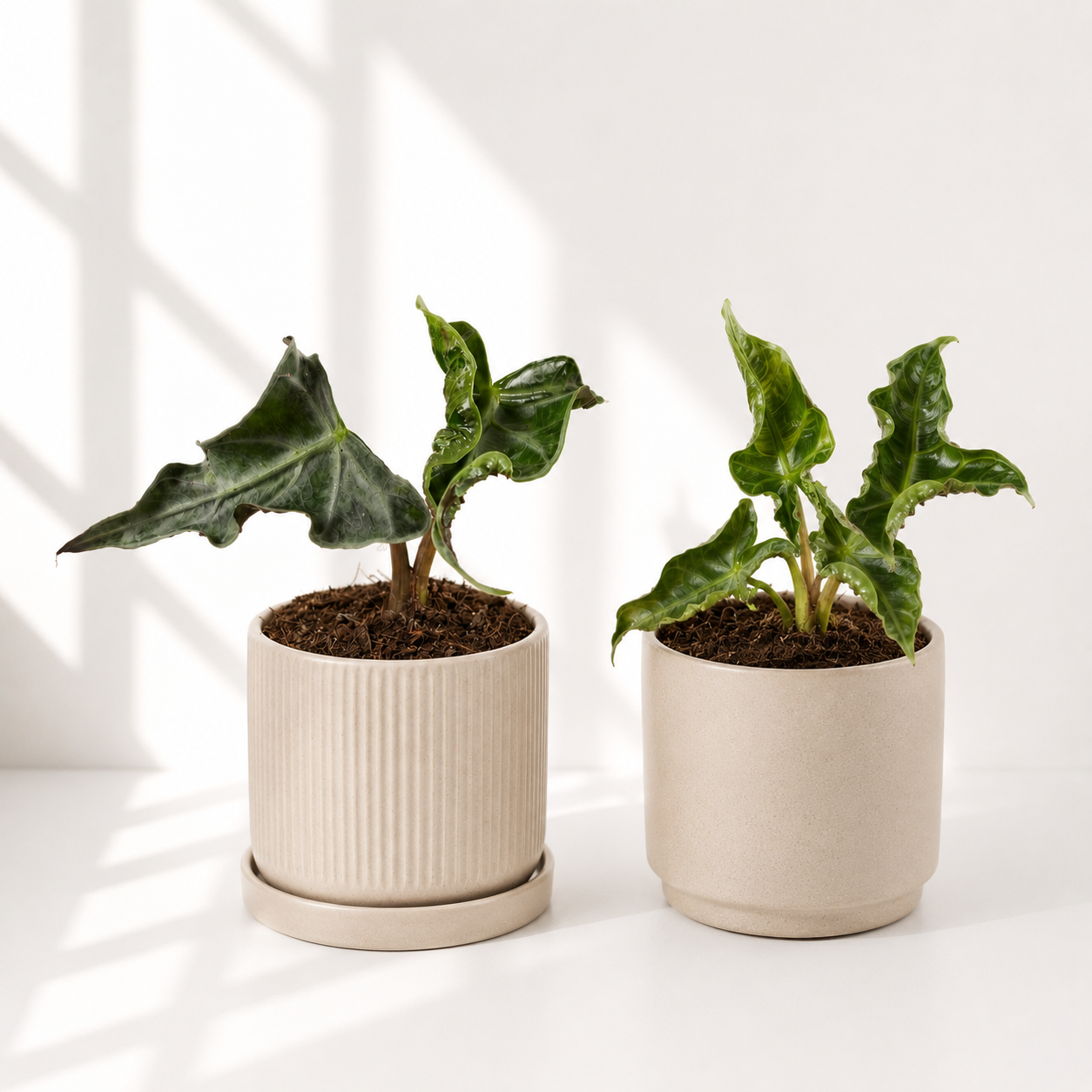 Summer Plant Sale - 2x Alocasia Loco